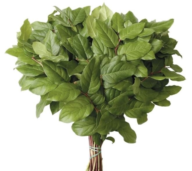Salal Long