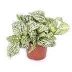 Fittonia White 6&quot;