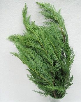 Holiday Green Bunches