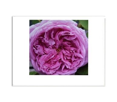 My Garden - Grandma's Pink Rose Card