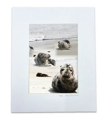 Seals - 11x14 Matted Photo Print