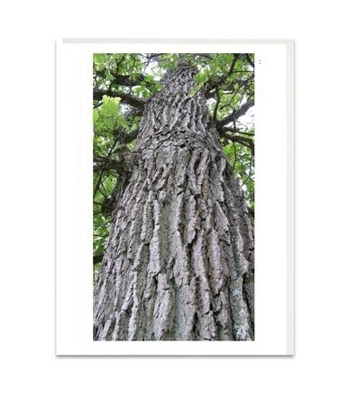 Pine Banks Tree Card