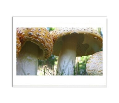 Giant Mushrooms Card
