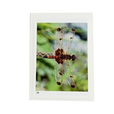 Dragonfly Photo Card