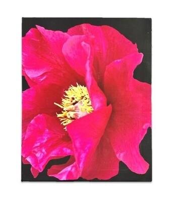 A Gallery Wrapped Canvas - Peony - 11
