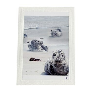 Seals Photo Card