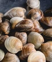 100 little neck clams pickup May 10th & 11th