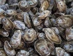 25 Count fresh Chesapeake bay oysters Pickup August 28th & 29th