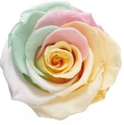 12 Preserved Rose heads for Crafts, Gifts or Events. Choose from: Rainbow + Gold + Silver &amp; Copper!