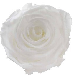 12 Infinite Rose heads, See All 8 White Tones + Glitter!
