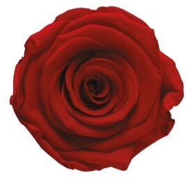 12 Classic Red Preserved Roses for Gift Box. See, Red Frosted &amp; Red Glow Colors