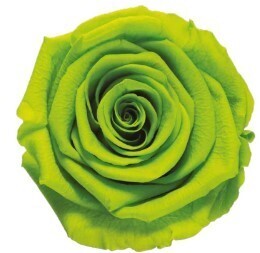 12 Green or Mint Preserved Roses, Metallized Glow Colors Available