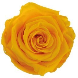 12 Eternal Rose heads, See the Sunrise Yellow Tones...