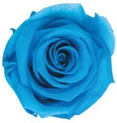 12 Lavender or Blue: 5 Colors to Choose From. Preserved Rose heads