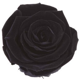 12 Preserved Infinite Rose heads, Choose Any of the Bright Dark Tones Avail
