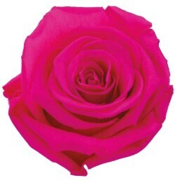 12 Fucsia Preserved Roses Anytime, Option: Fucsia Glow