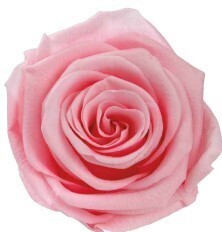 12 Pink or Rosewood Preserved Roses for Gift. See Glow Option