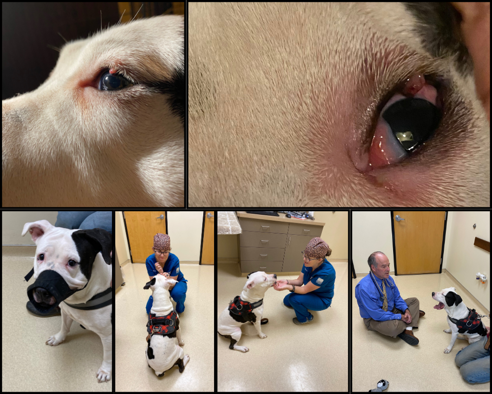 EMERGENCY PLEA. Help us pay the Pawcasso Dogs&#39; medical bills