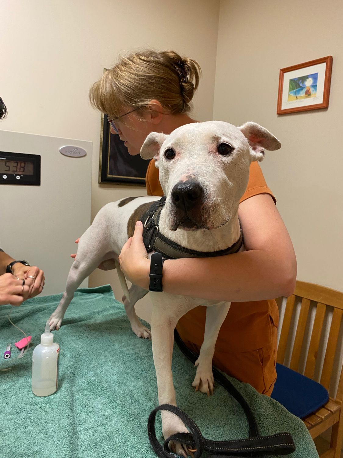 EMERGENCY PLEA. Help us pay the Pawcasso Dogs' medical, and/or boarding bills