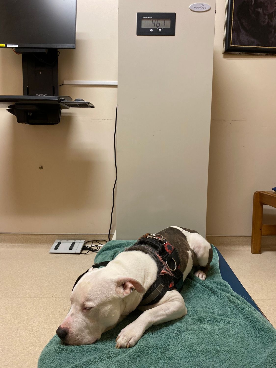 EMERGENCY PLEA. Help us pay the Pawcasso Dogs' medical, and/or boarding bills