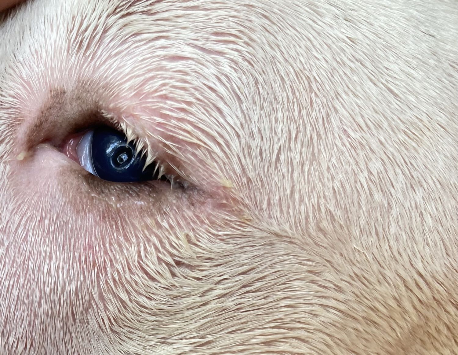 EMERGENCY PLEA. Help us pay the Pawcasso Dogs' medical, and/or boarding bills
