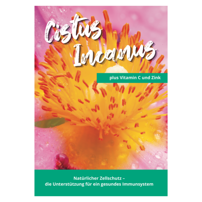 CISTUS INCANUS - FLYER
