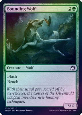 Bounding Wolf 170/277 - Foil
Innistrad: Midnight Hunt Foil Singles