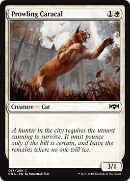 Prowling Caracal 017/259 Ravnica Allegiance Singles