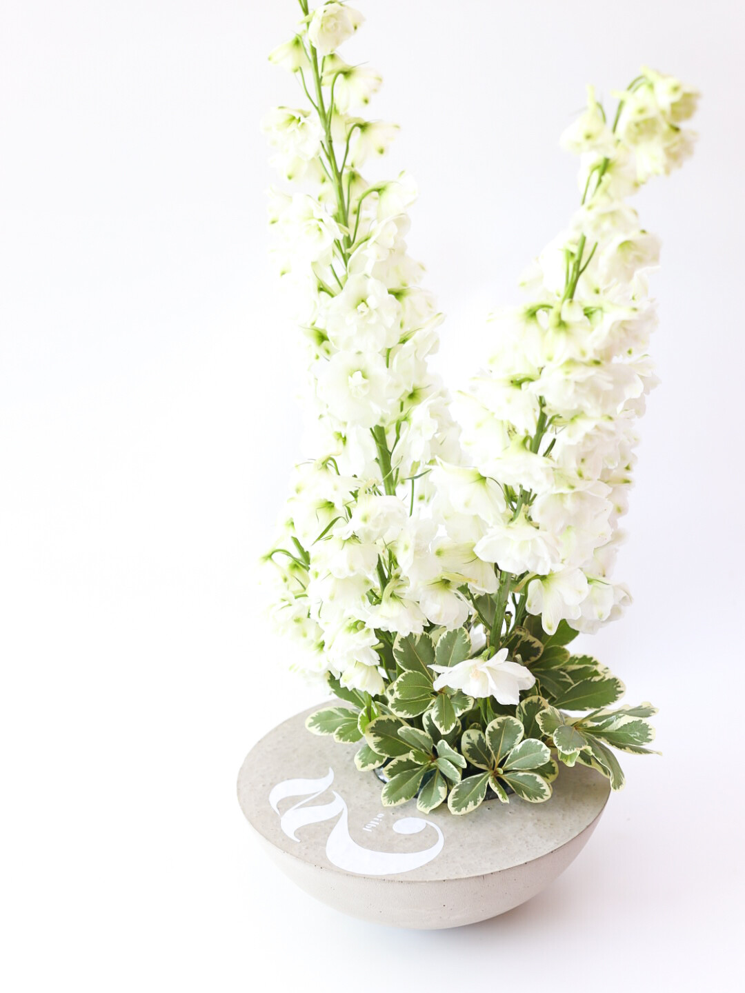 Delphinium Hajj pot