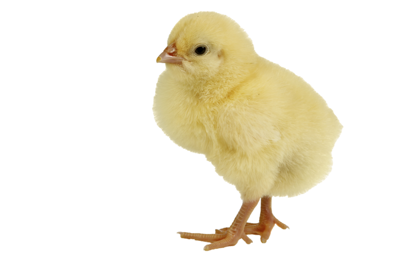 2024 Georgia Poultry Strong Kid's Ticket (Age 12 and Under)