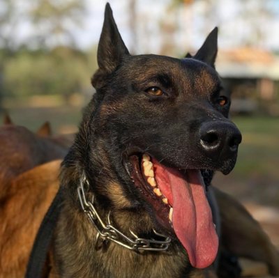 Canine Trainer's Collaboration Workshop