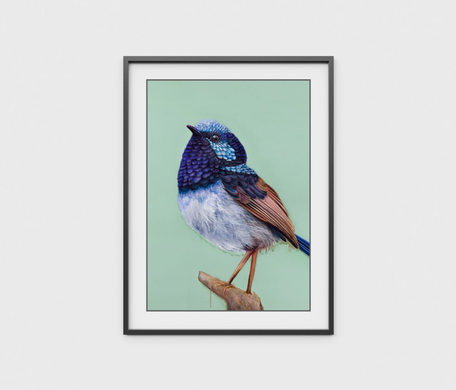 Pip the Superb Fairy Wren A4 Art Print