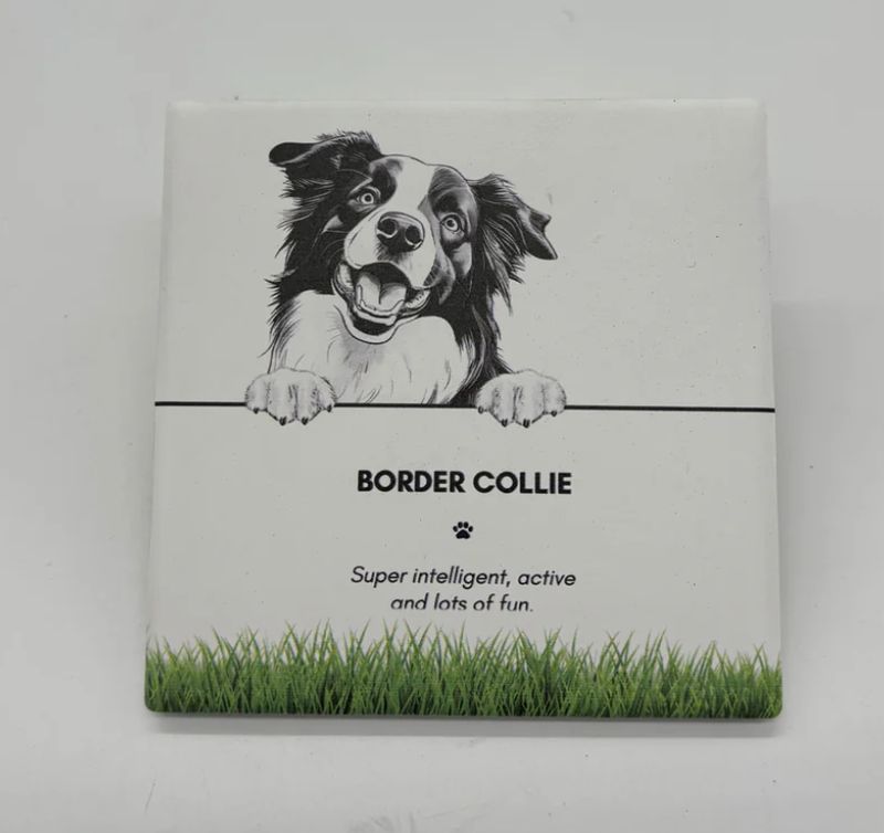 Border Collie - Coaster