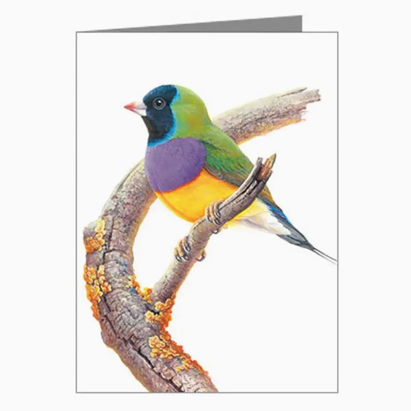 Gouldian Finch - Card