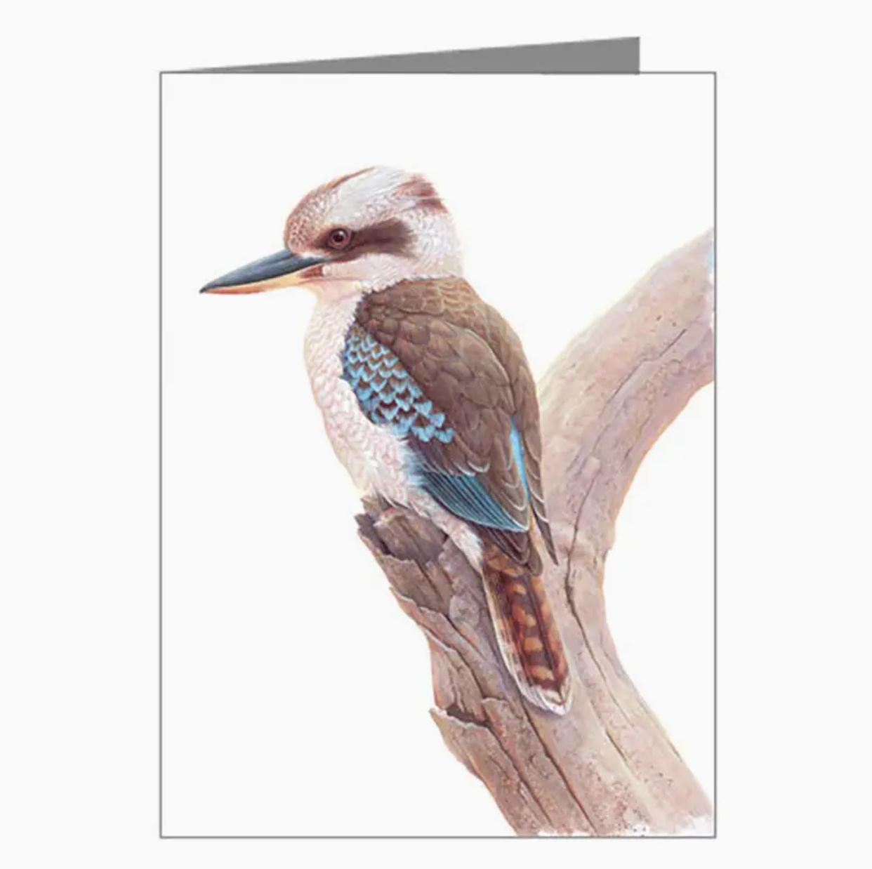 Kookaburra - Card