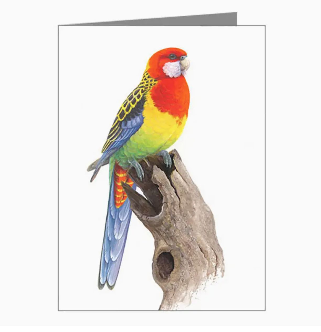 Gift Tag - Eastern Rosella