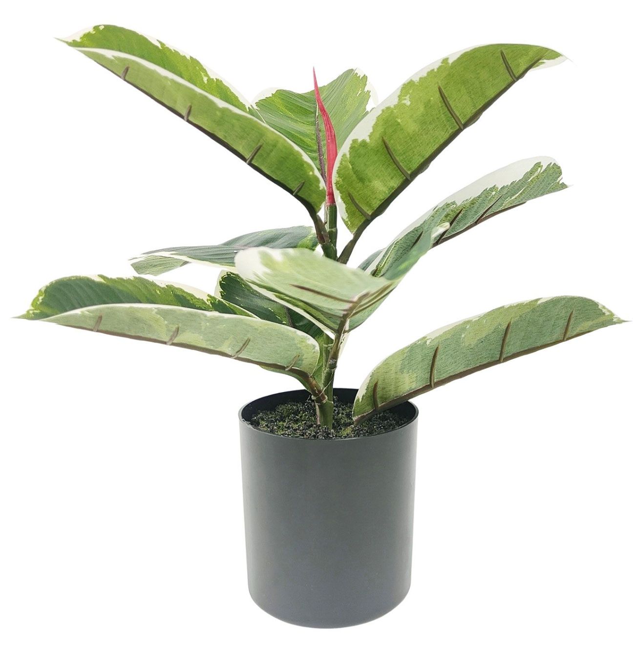 Variegated Ficus Fig Plant