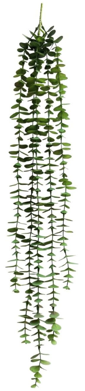 Round Leaf 5 Strand plant