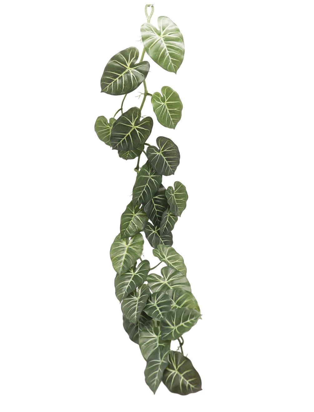 Variegated Ivy Wine