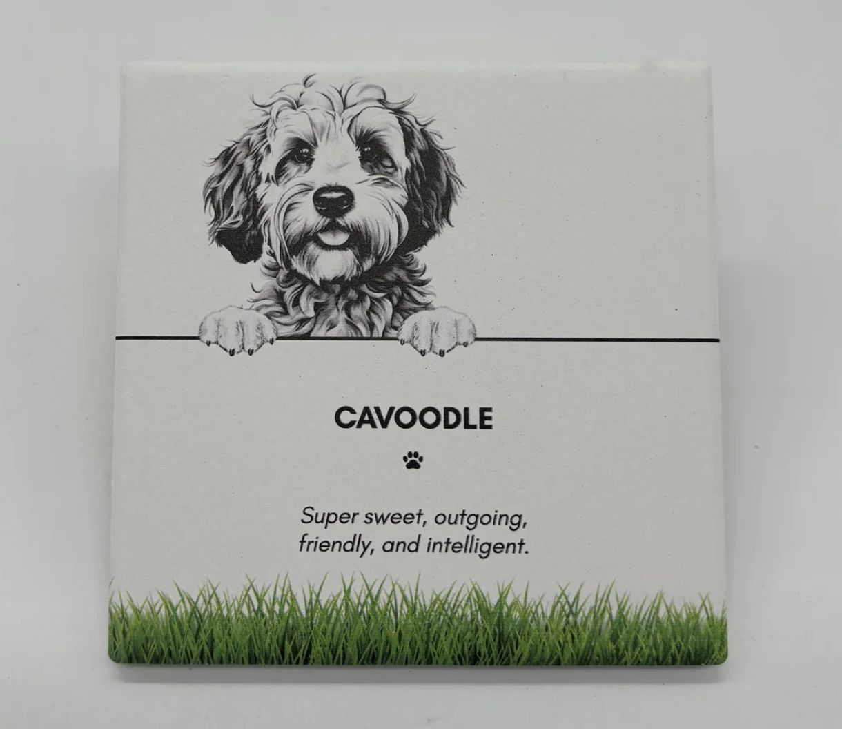 Cavoodle - Coaster