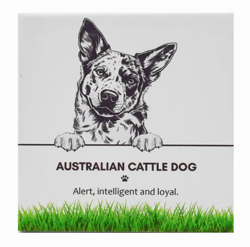 Australian Cattle Dog - Coaster