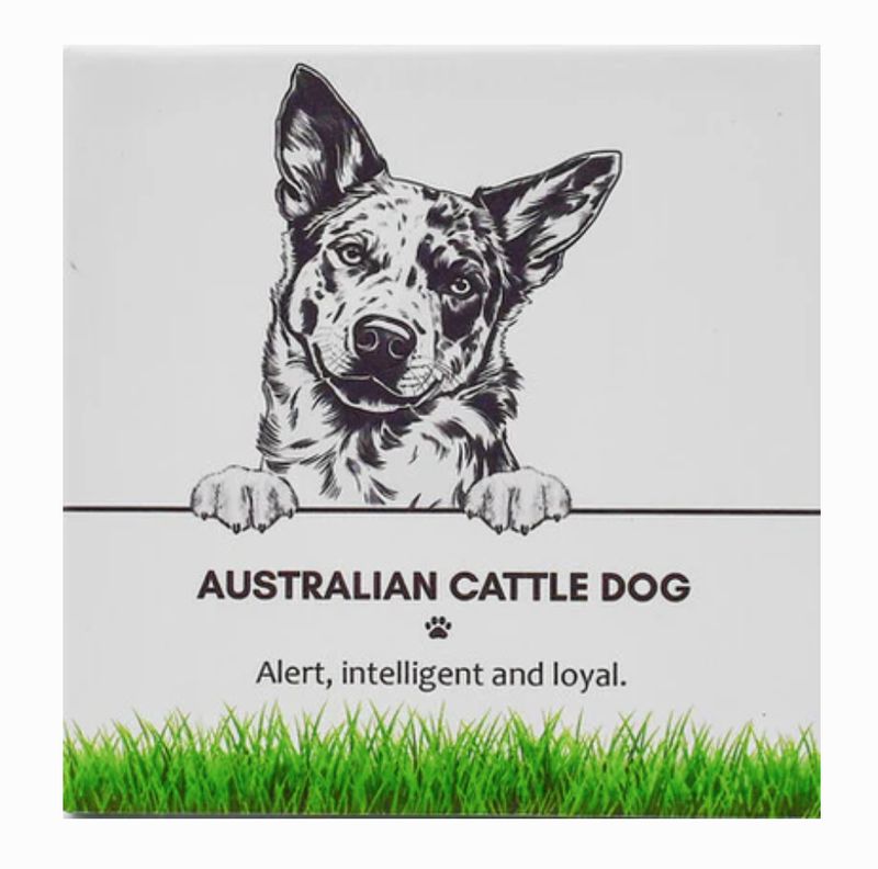 Australian Cattle Dog - Coaster