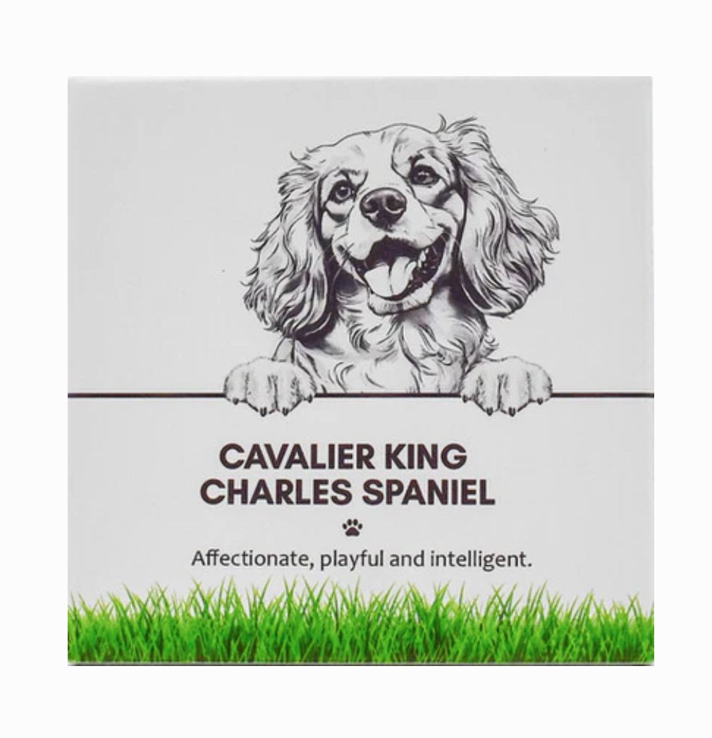 Cavalier King Charles Spaniel - Coaster
