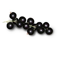 Blackcurrant