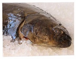 Halibut, Monkfish