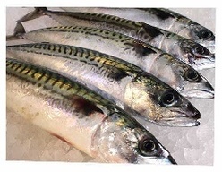 Mackerel, Sardines