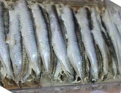 Herrings, Anchovies