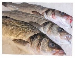 Sea Bass, Sea Bream