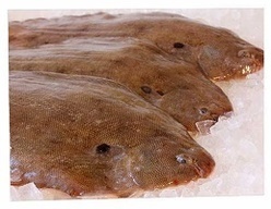 Sole, Plaice & Hake