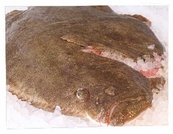 White Fish